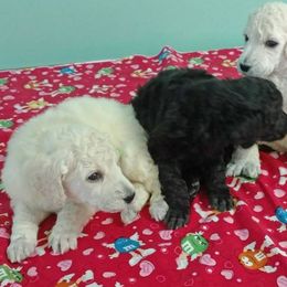 Standard Poodle Puppies from DancingCloud Kennels