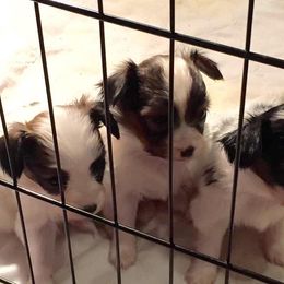 Papillon Puppies from Heise Papillons