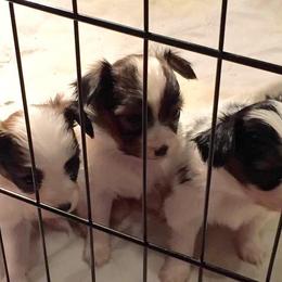 Papillon Puppies from Heise Papillons