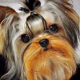 Prince Charming - Yorkshire Terrier