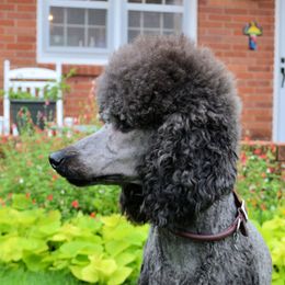 Stella - Poodle