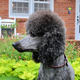 Stella - Poodle