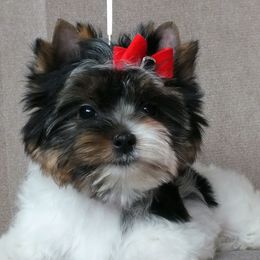 Biewer Terrier Puppies from Biewers von Lamel