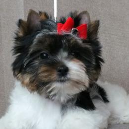 Biewer Terrier Puppies from Biewers von Lamel