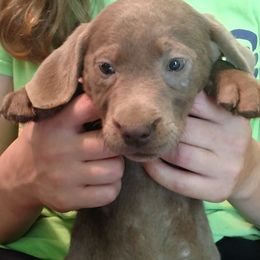 Australian Cattle Dog and Labrador Retriever Puppies from Trinity C Australian Cattle Dogs and Silver Labradors
