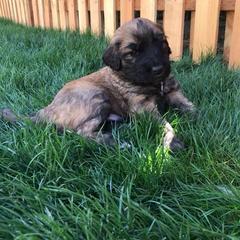 Saint Berdoodle Puppies from My-T Saint Berdoodles