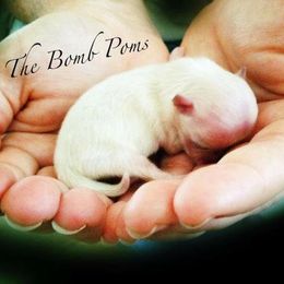 Pomeranian Puppies from The Bomb Poms