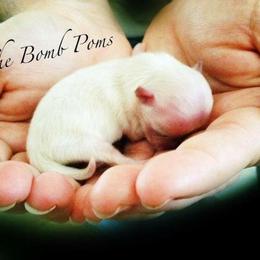 Pomeranian Puppies from The Bomb Poms