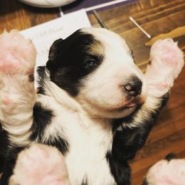 Blue Bell Bernedoodles breeder of Bernedoodle