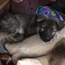 German Shepherd Puppies from Stevens German Shepherds