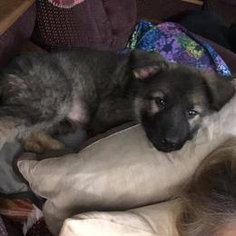 German Shepherd Puppies from Stevens German Shepherds
