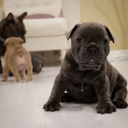 French Bulldog Puppies from French Pup