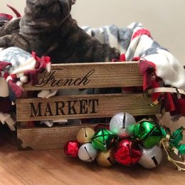 French Bulldog Puppies from Knollridge Frenchies