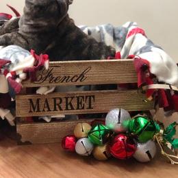 French Bulldog Puppies from Knollridge Frenchies