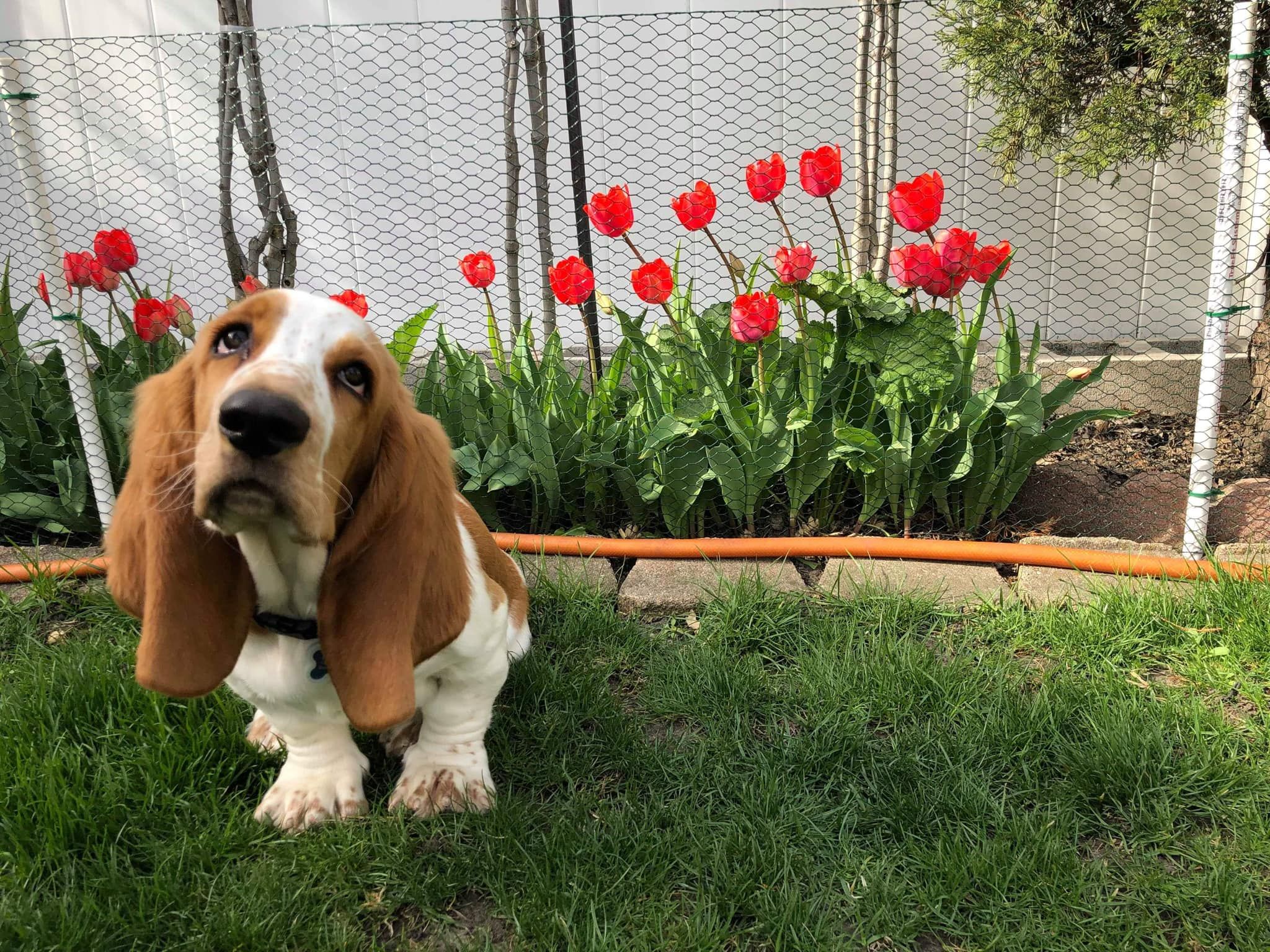 Benton store basset hound