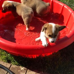 Pembroke Welsh Corgi Puppies from Lazy Z Corgi's