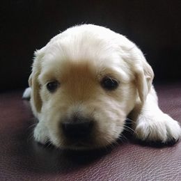 Golden Retriever Puppies from Creekside Golden Kennels