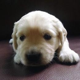 Golden Retriever Puppies from Creekside Golden Kennels