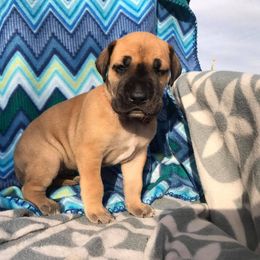 Great Dane Puppies from Country Danes