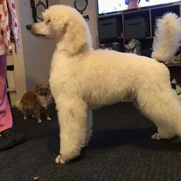 Poodle Puppies from Avalon Standard Poodles