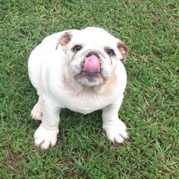 Bullmastiff and Bulldog Puppies from River Region Bullies