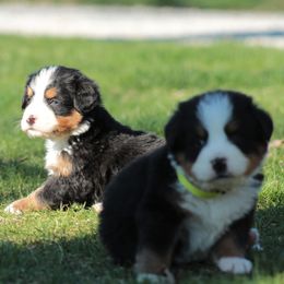 Bernese Mountain Dog Puppies from Swamp Creek Berners