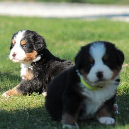 Bernese Mountain Dog Puppies from Swamp Creek Berners