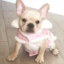 French Bulldog Puppies from Bouledogue Royal