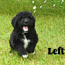 Labradoodle and Poodle Puppies from Grace Kennel