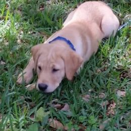 Labrador Retriever Puppies from Rock Branch Retrievers