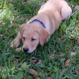 Labrador Retriever Puppies from Rock Branch Retrievers