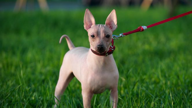 American Hairless Terrier