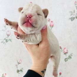 French Bulldog Puppies from Especial Frenchies