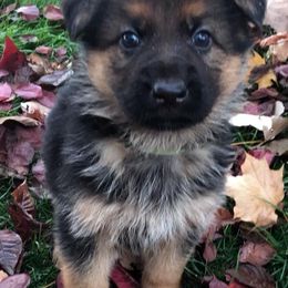 German Shepherd Puppies from Zeder Kamme German Shepherds