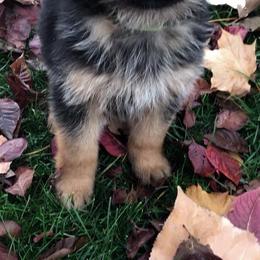 German Shepherd Puppies from Zeder Kamme German Shepherds