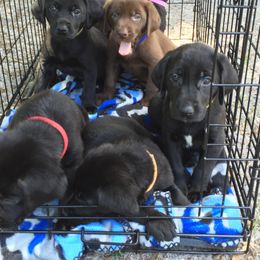 Labrador Retriever Puppies from Rock Branch Retrievers