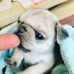 Boston Terrier and Pug Puppies from Menagerie Magnifique
