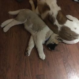  Puppies from Quantum Akitas