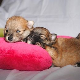 Pomeranian Puppies from DeMi Poms