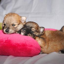 Pomeranian Puppies from DeMi Poms