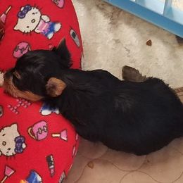 Yorkshire Terrier Puppies from Lisa Bridgewater