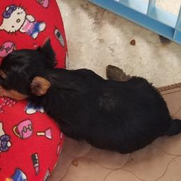 Yorkshire Terrier Puppies from Lisa Bridgewater