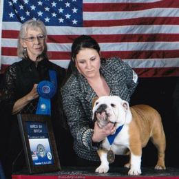 Peanut - Bulldog