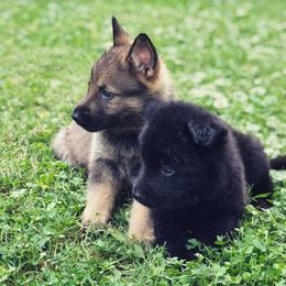 German Shepherd Puppies from Meaurroway Opessa Shepherds