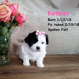 Shichon and Aussiedoodle Puppies from PTK Ranch