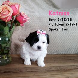 Shichon and Aussiedoodle Puppies from PTK Ranch