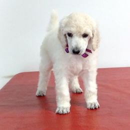 Standard Poodle Puppies from DancingCloud Kennels