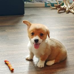 Pembroke Welsh Corgi Puppies from Johnson's Pembroke Welsh Corgi's