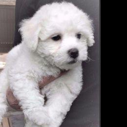 Bichon Frise Puppies from Bijou Bichon