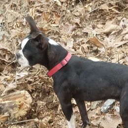Minni - Boston Terrier